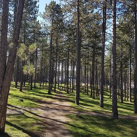 Gaga Ζλάτιμπορ